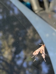 Lineodes integra