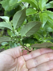 Geniostoma ligustrifolium