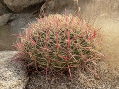 Ferocactus cylindraceus
