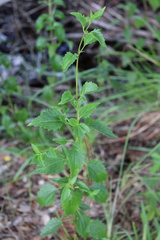 Ageratina jucunda