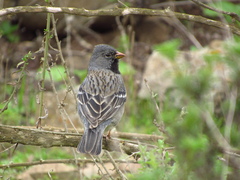 Mourning Sierra Finch photo 4