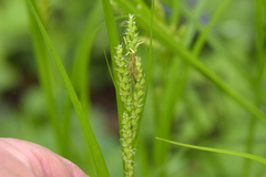 Carex davisii