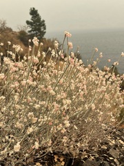 Eriogonum niveum