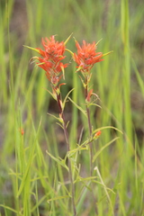 Castilleja linariifolia