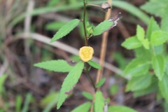 Sida rhombifolia