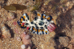 Hypselodoris rudmani
