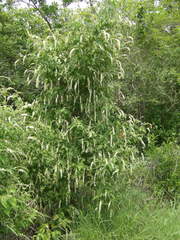 Croton sonorae