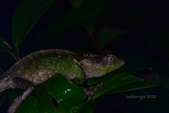 Acanthosaura lepidogaster