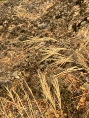 Bromus diandrus