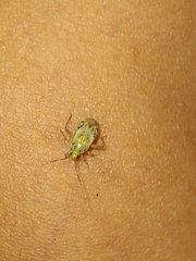Taedia marmorata