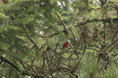 Myioborus miniatus