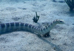 Hydrophis ornatus