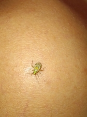 Taedia marmorata