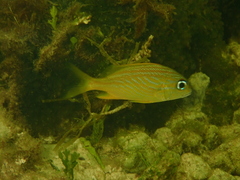 Haemulon flavolineatum