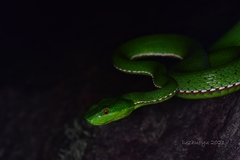 Trimeresurus stejnegeri