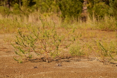 Polanisia dodecandra