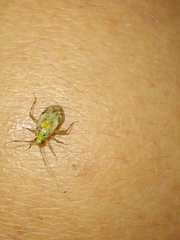 Taedia marmorata