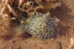 Aplysia reticulata