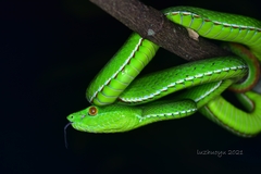 Trimeresurus stejnegeri