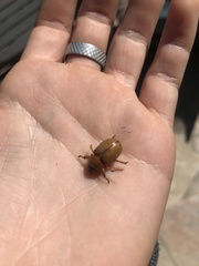 Cyclocephala