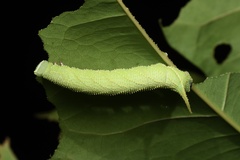 Marumba dyras