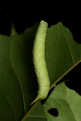 Marumba dyras