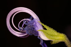 Trichostema setaceum