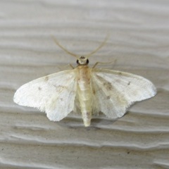 Idaea bonifata