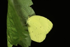 Eurema hecabe