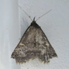 Tetanolita mynesalis