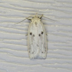 Scythropiodes issikii