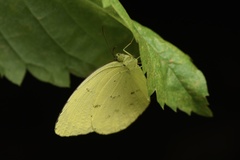 Eurema hecabe