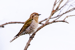 Chrysococcyx basalis