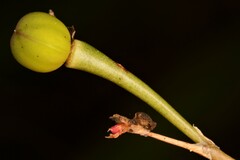 Phemeranthus rugospermus