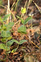 Matelea cynanchoides