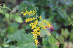 Solidago chapmanii