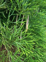 Lycopodiales