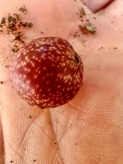 Kokkocynips imbricariae