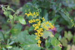 Solidago chapmanii