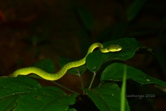 Trimeresurus albolabris