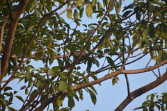 Saltator grandis