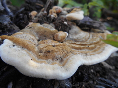 Trametes polyzona