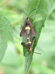 Carmenta pyralidiformis