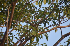 Saltator grandis