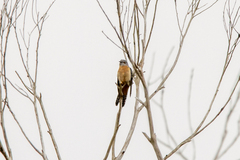 Cacomantis flabelliformis