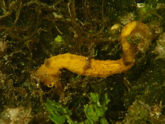 Hippocampus reidi
