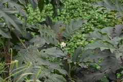 Solanum chrysotrichum
