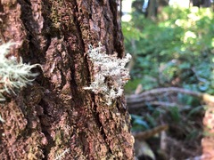 Sphaerophorus tuckermanii