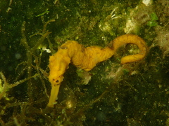 Hippocampus reidi