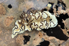 Doriprismatica atromarginata